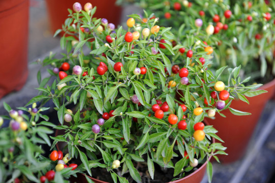 盆景藝術(shù)  盆栽植物