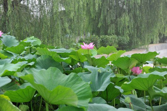 荷花池  池子
