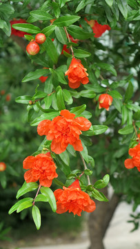 石榴花  石榴樹