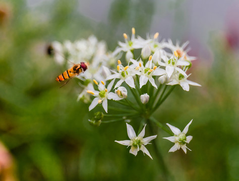 蜜蜂韭菜花