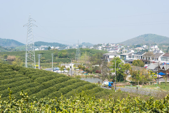 黃龍峴茶林