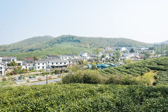 黃龍峴茶林
