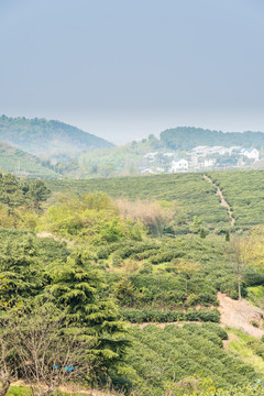 黃龍峴茶林