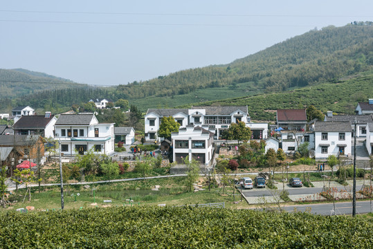 黃龍峴茶林
