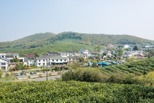 黃龍峴茶林