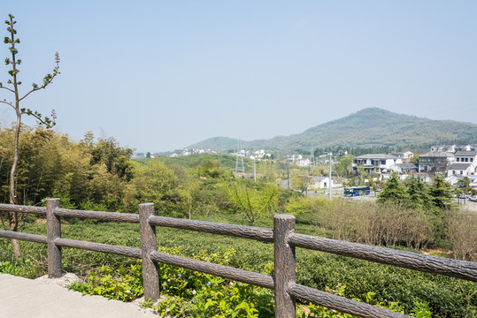 黃龍峴茶林