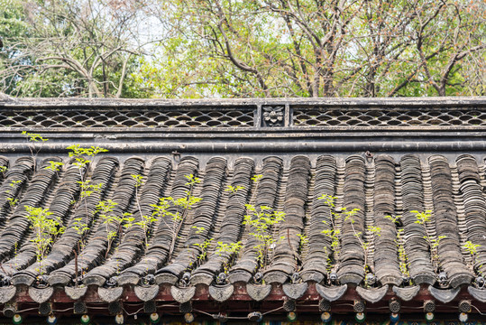 玄奘寺屋頂