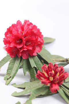杜鵑花
