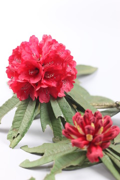 杜鵑花