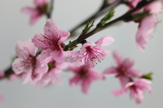 桃花