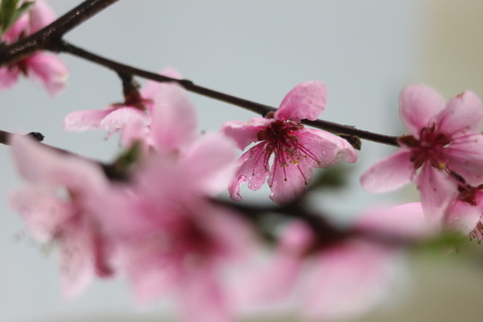 桃花