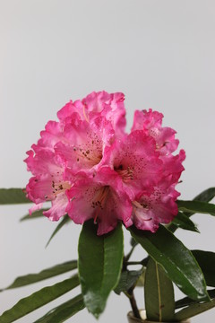杜鵑花
