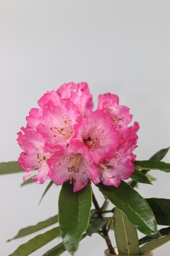 杜鵑花