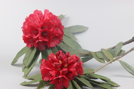杜鵑花
