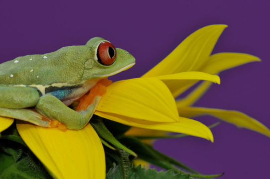 rotaugenlaubfrosch