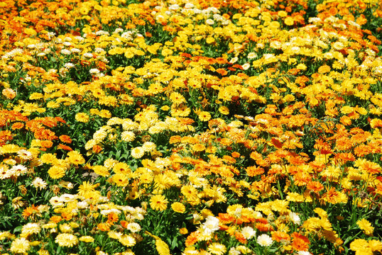 花卉