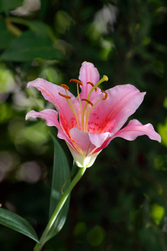 花園