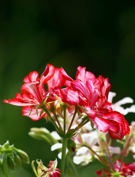花園