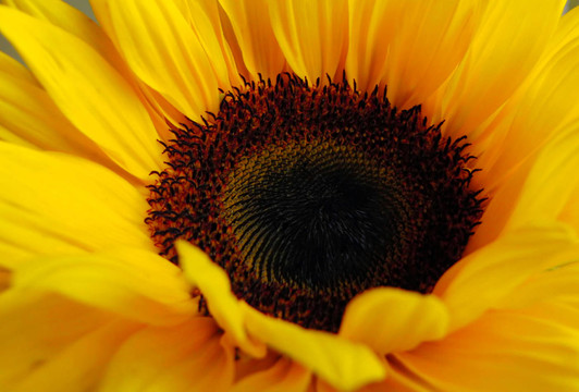 sonnenblume3