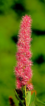 高山上的花