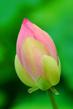 蓮花花蕾