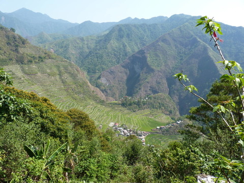 水稻梯田