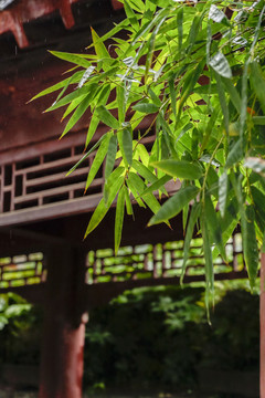 竹葉