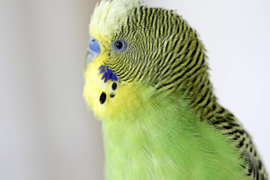 寵物鳥