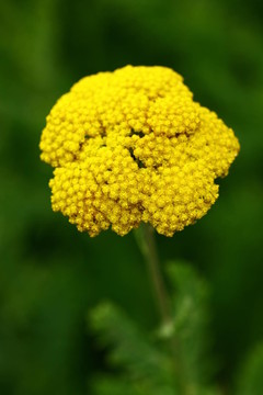 西洋蓍草