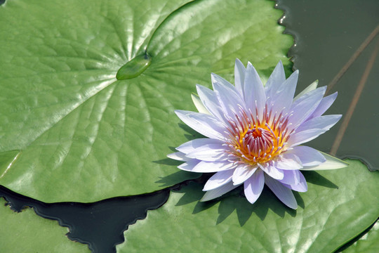 花卉