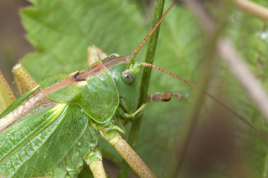 綠色布什板球- tettigonia viridissima