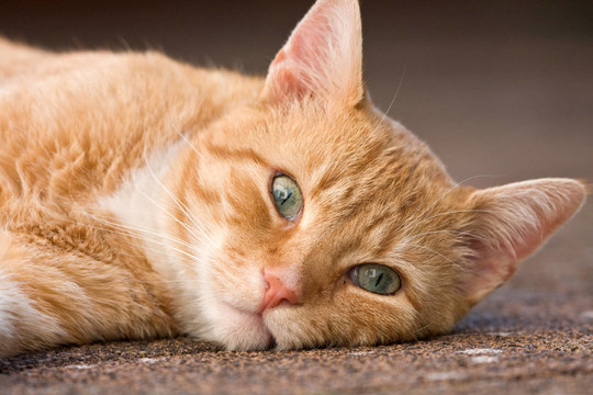 katzenportrait