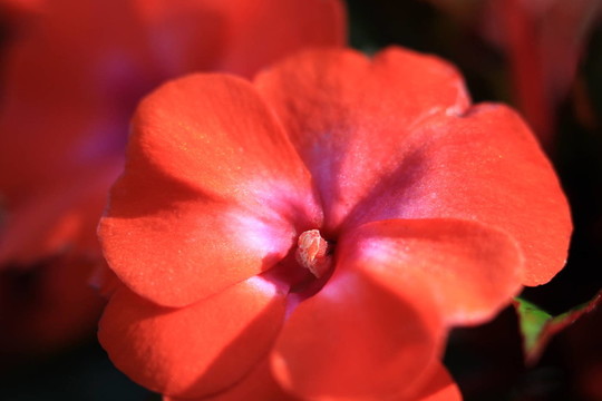 FHF紅色花