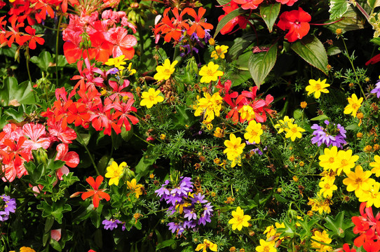 blumenwiese