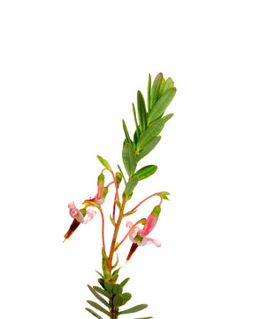 紅莓花（越橘macrocarpon）