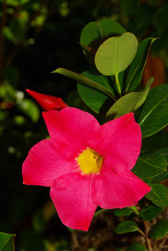dipladenia 02