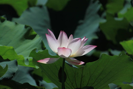 蓮花6748