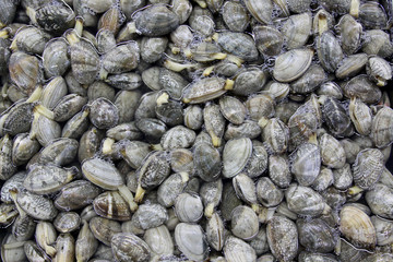 海鮮 蜆子