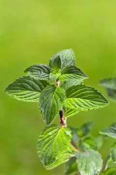 薄荷植物戶外