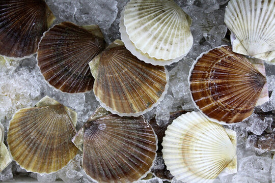 海鮮 扇貝 海貝 美食 海產品