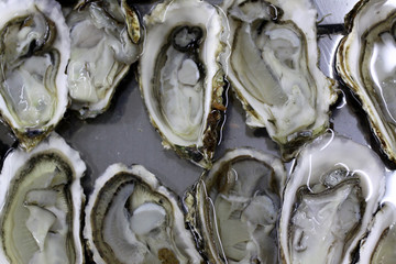 海鮮 生蠔 美食 海產(chǎn)品 食品