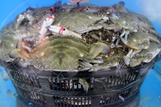 海鮮 螃蟹