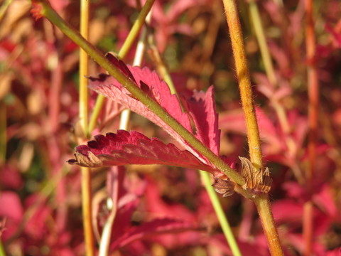 紅葉