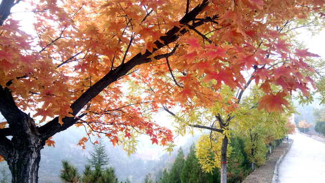 紅葉