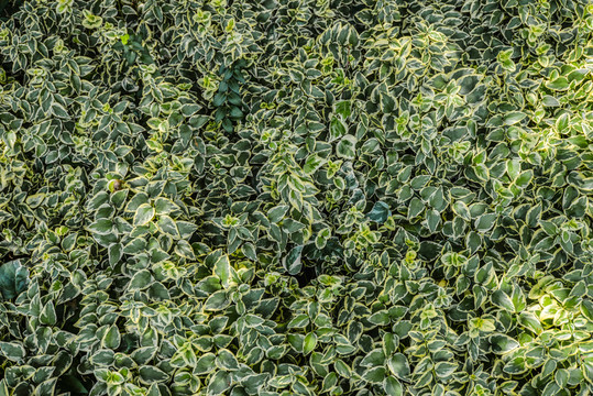 綠色植物背景