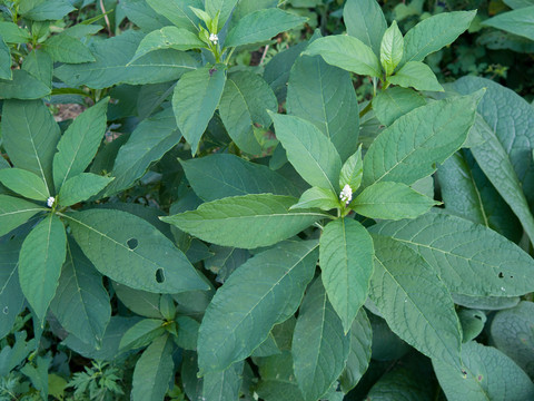 多雄蕊商陸