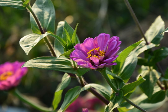 花海