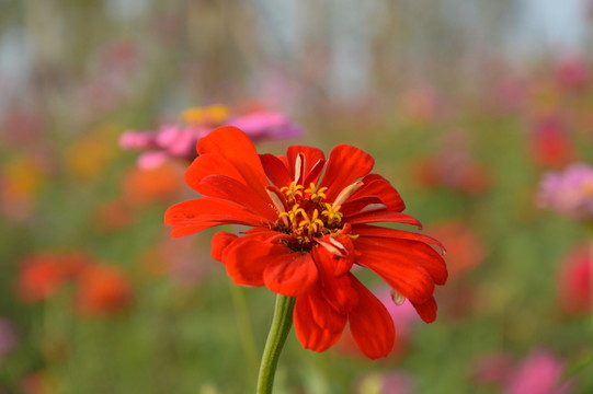 花海