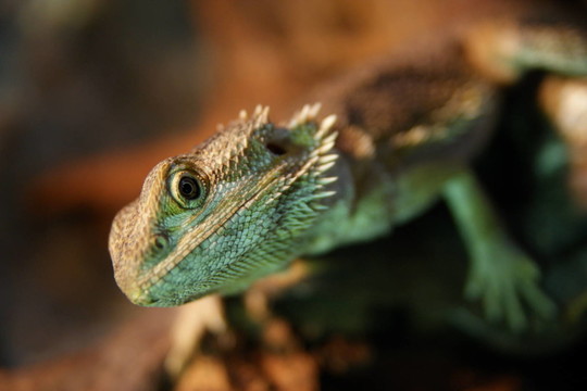 bartagame