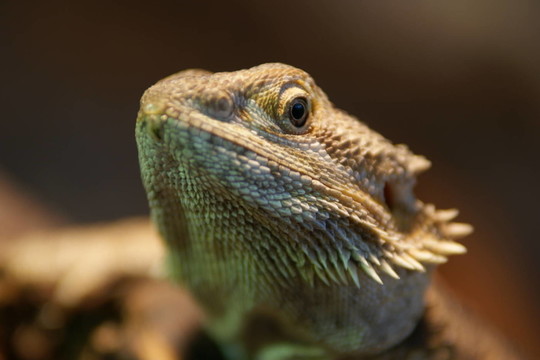 bartagame